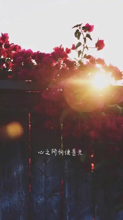 微信背景图阳光