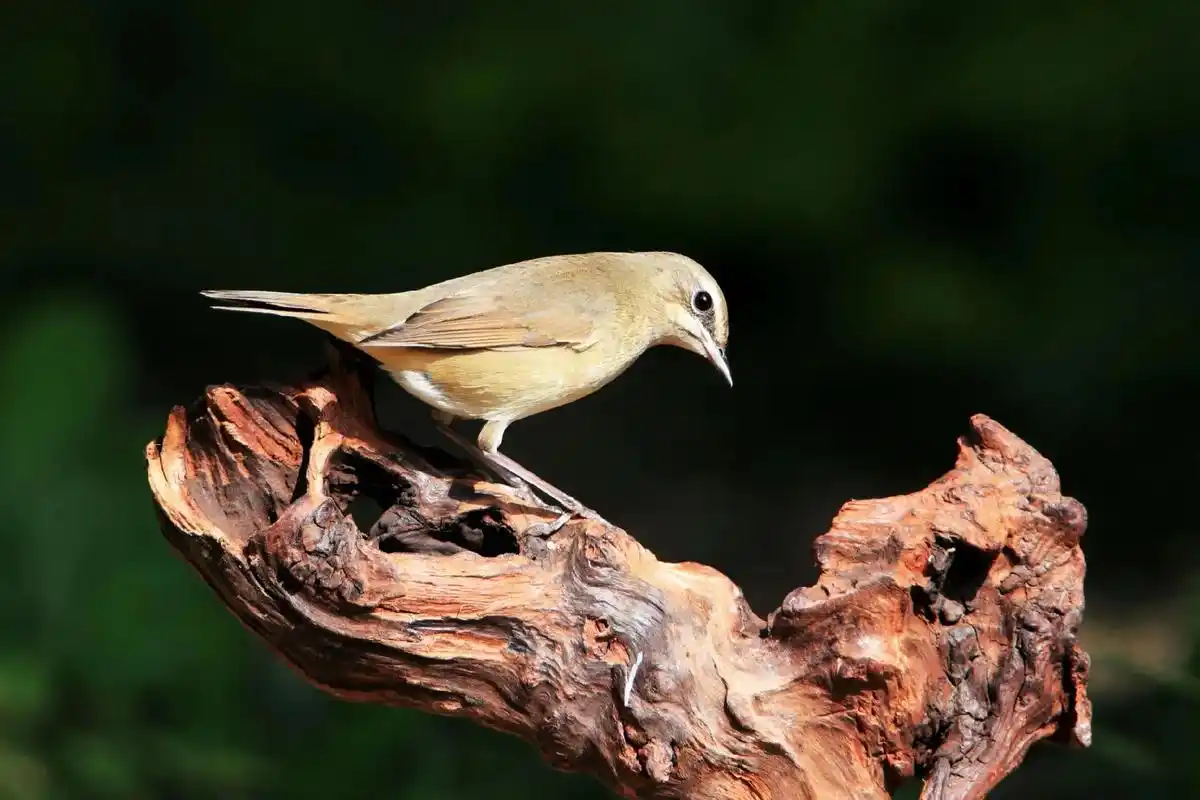 红靛颏(红颈是男孩子,白眉毛是女孩子.) - 抖音
