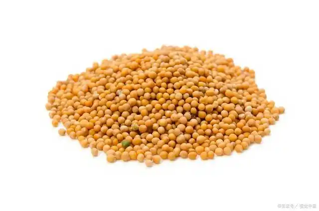 成熟的芥菜种籽