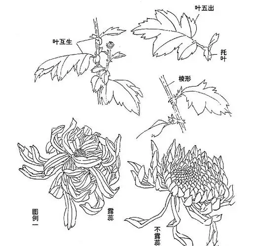 国画菊花的画法视频第2页