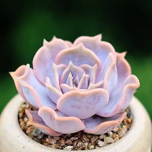 多肉植物【丽娜莲】进口迷你多肉 多肉盆栽 净化空气 高档多肉