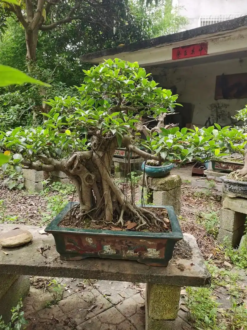 上热门  【随园盆景】         一一小叶榕盆景欣赏 - 抖音