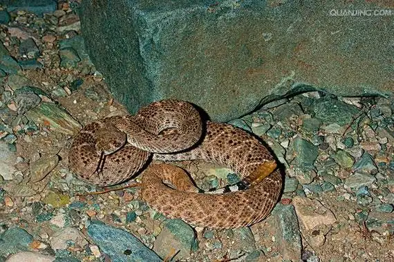 蝮蛇是胎生还是卵生(蝮蛇是胎生还是卵生动物)_大全-幸福起航