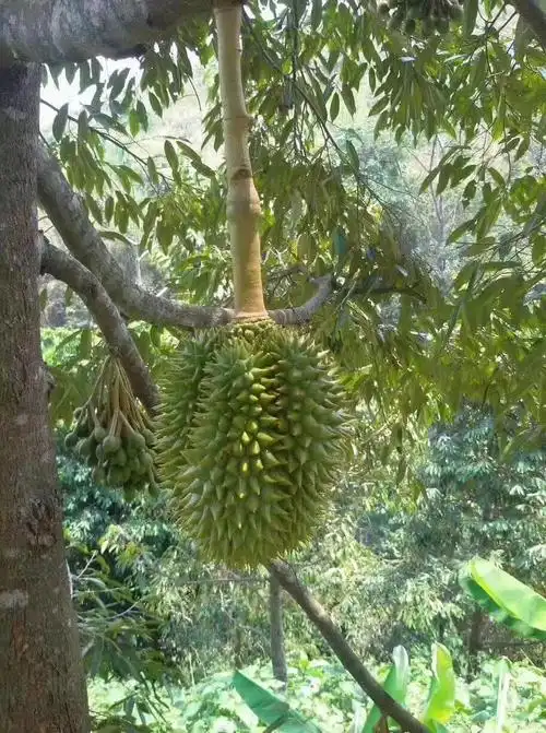 你们竟然没看过榴莲树长什么样