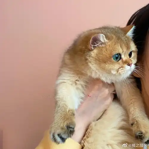 种猫展示ny25色英短金渐层61史迪仔一比一复刻61米奇