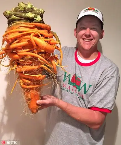 美国男子种出世界最大胡萝卜状如树精