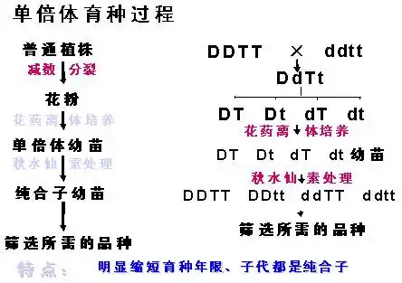 单倍体的单倍体的产生