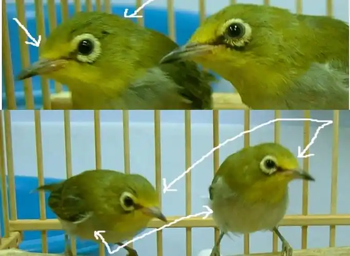 绣眼色系分类概述