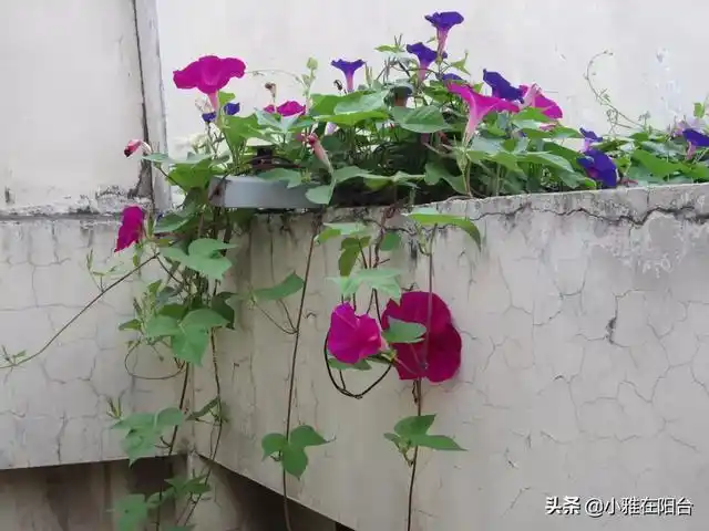 牵牛花的颜色有哪些,牵牛花什么颜色的品种最好?