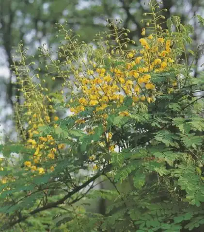 中药——蛇藤 - 春和景明 - 侯天的博客