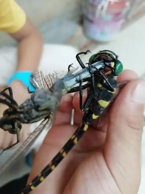 这只绿色的蜻蜓是蜻蜓之王,它的嘴巴巨大并且有毒.