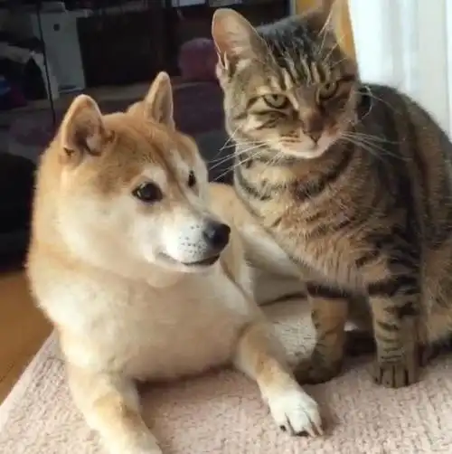 各种小奶狗表情包(还记得网红狗表情包doge吗)(26)