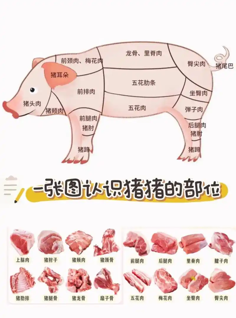 去市场再也不担心被骗,一张图认清猪各部位.#猪肉价格 #猪肉 - 抖音