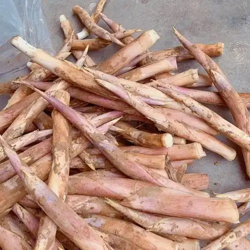 浙江省湖州市德清县 新鲜鞭笋每天供应