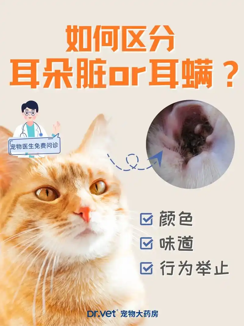 如何区分耳朵脏or耳螨?#记录猫咪日常 #健康科普 - 抖音