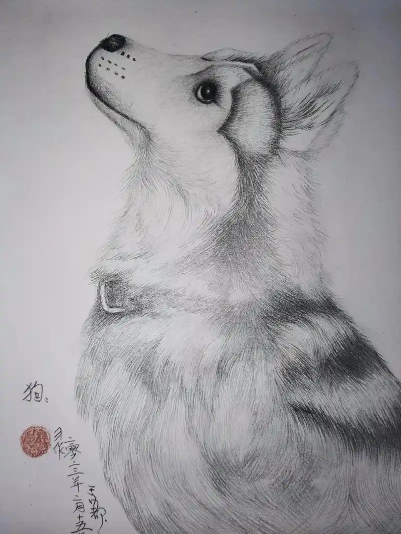 素描动物手绘《狗》@#愿晨起的阳光伴随你愉悦的每一天 告诉人 - 抖音