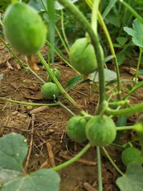 小时候常吃的小野瓜很香甜,解酒养颜,还可治疗冻疮