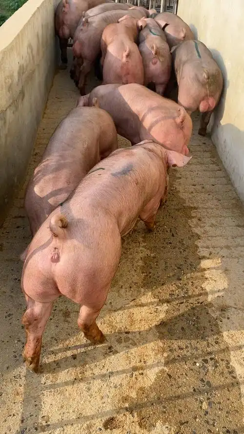 纯种新美系育种级杜洛克种猪漂亮吗