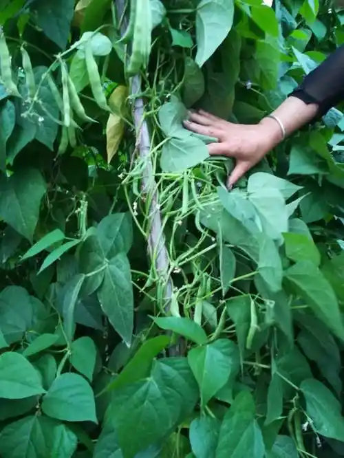 怎么提高扁豆的品质和产量怎么才能预防病虫害