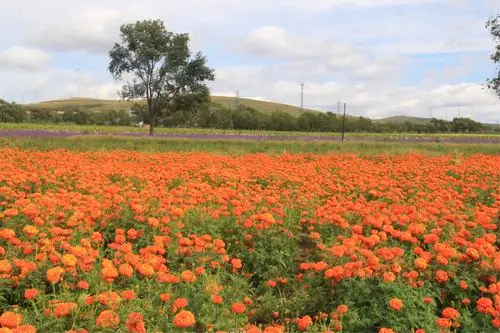 8.23沽源五花草甸风景区