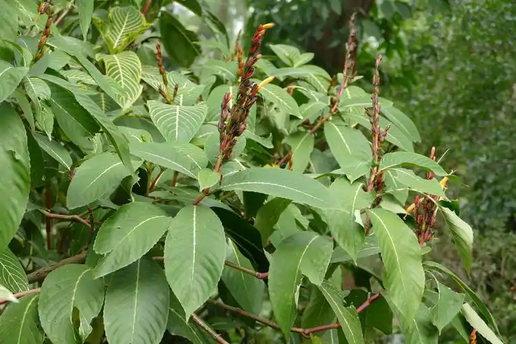 金脉爵床(终极篇)