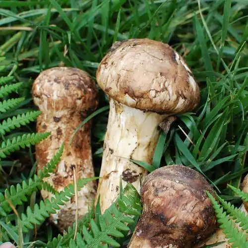 顺丰空运包邮 新鲜菌菇 野生菌 云南特产 松茸菌