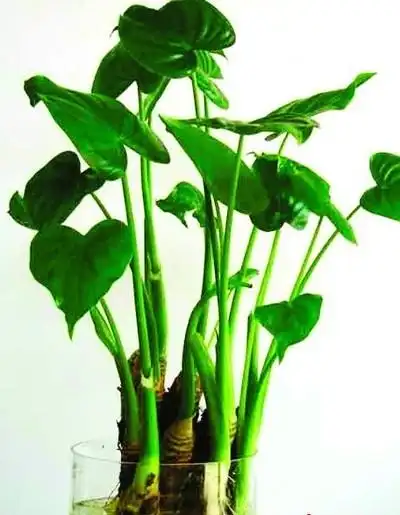 盘点青岛毒盆栽 13岁男孩舔一口滴水观音中毒