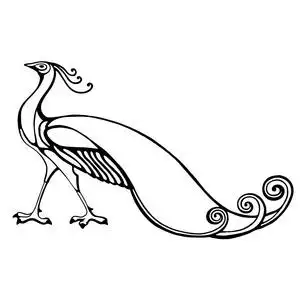 孔雀长的漂亮的尾巴照片