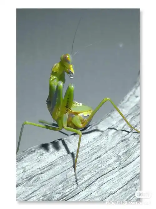 昆虫记螳螂威武