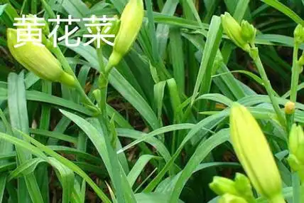 萱草和黄花菜的区别萱草的花朵是橘黄色的,花朵较大,花葶比叶子还要长