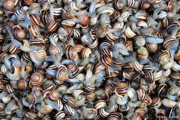 东风螺养殖技术的具体方法