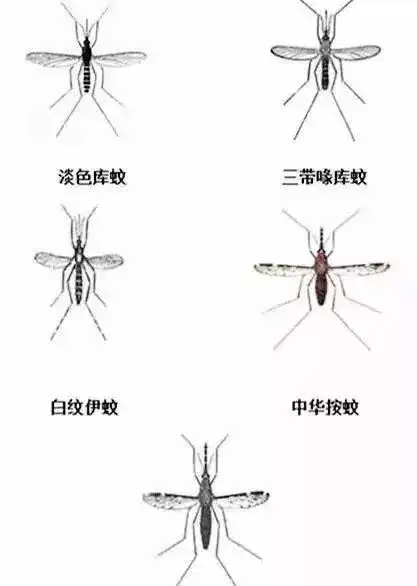 蚊子喜欢咬什么人?如何驱赶?哪种蚊香不要用?这里全都有!