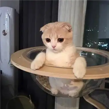 2021萌宝猫咪可爱头像大全 我能变为猿巨人踏着力量踩着梦