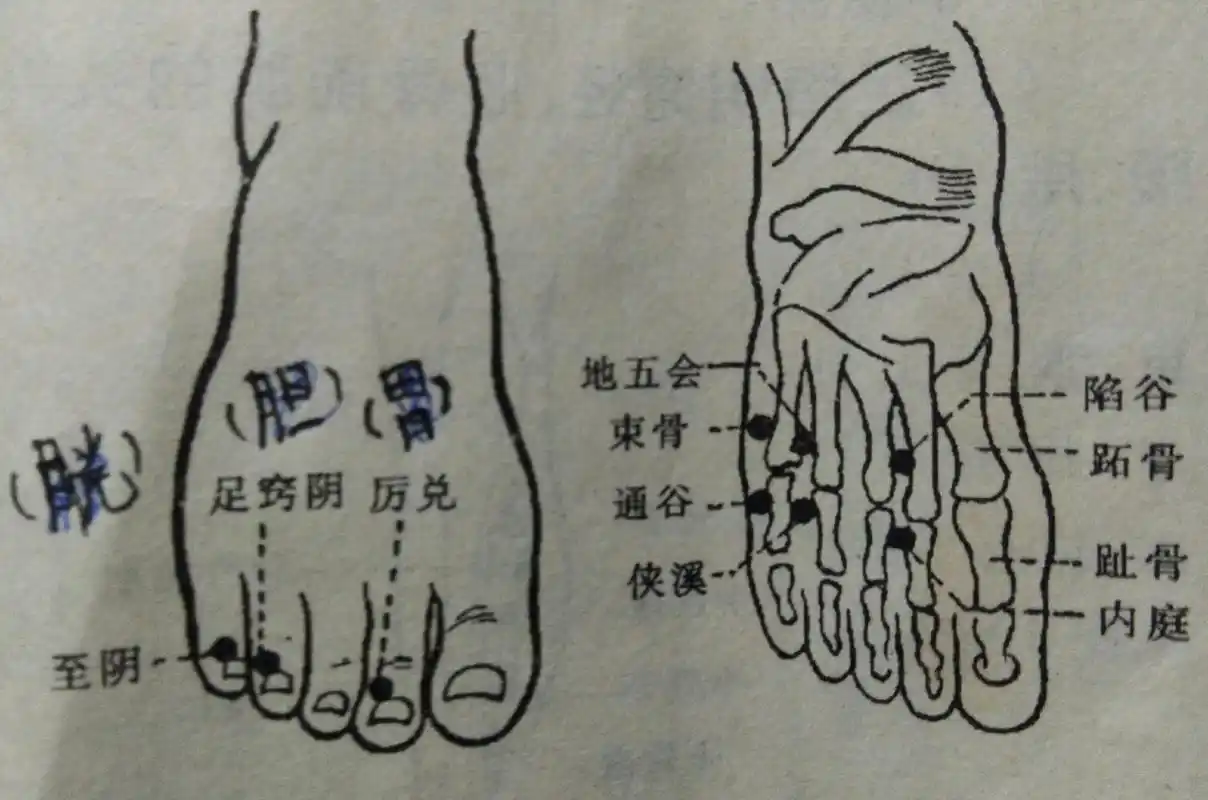 循着经络去探宝,足三阳经穴位在身体特定部位的分布规律