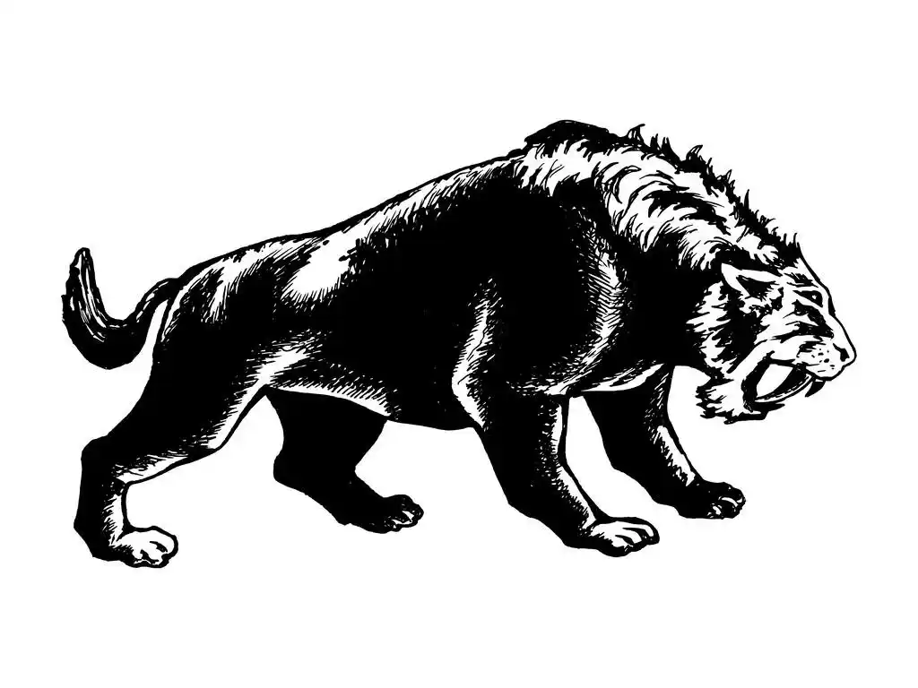 剑齿虎,手绘, 矢量,剑齿虎的素描图