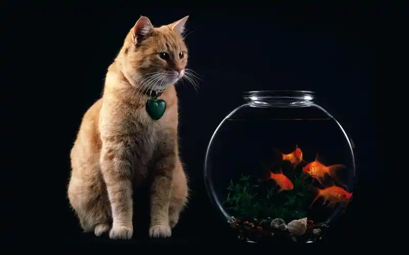 唯美意境,动物,梦幻,唯美,动物,电脑壁纸,壁纸金灿灿白鹭