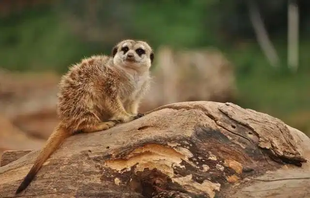 科属:獴科,狐獴属别名:狐獴,灰沼狸,沼狸,灰爪狸,海猫,海岛猫鼬,太阳