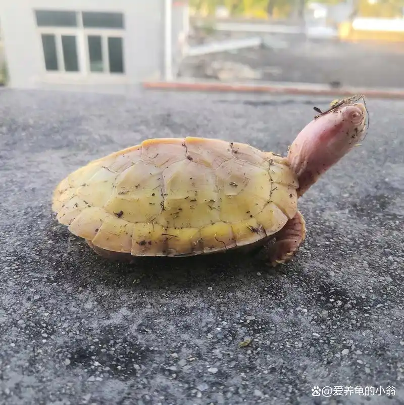 养龟科普)