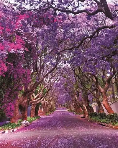 法国巴黎的香榭丽舍大道又被称为凯旋大道,是世界三大繁华中心大街之