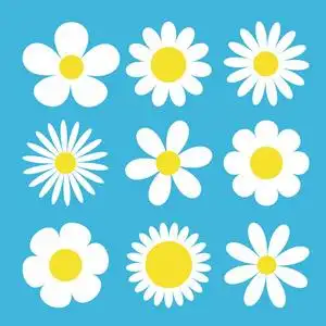 白色雏菊洋甘菊图标. 可爱的圆形花卉植物收藏. 爱情卡片符号.