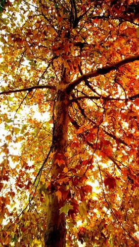 这棵梧桐树长的高大美丽