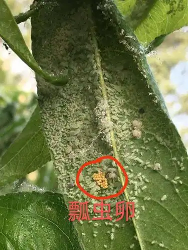 几天后接着来的是瓢虫: 瓢虫是蚜虫的天敌.