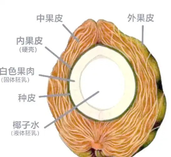 1,首先,我们来了解一下椰子的内部结构