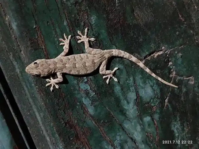 又见小壁虎刚才十点半正窑门右侧之前左侧后靠近惊动它迅速爬窗上又掉