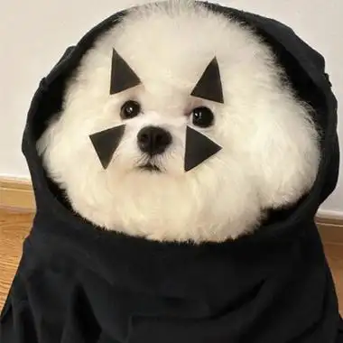 2023最新棉花糖比熊头像超萌可爱 没点能耐怎么把她捧在手里