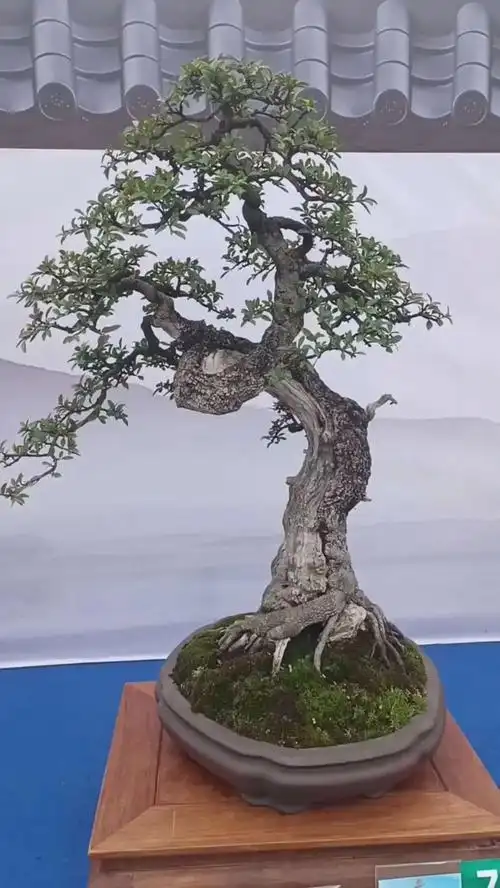 精品铁马鞭盆景