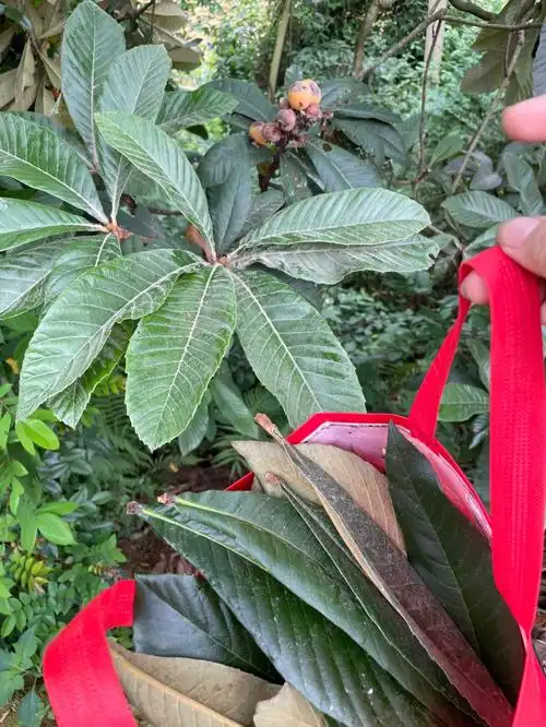 撸了一些枇杷叶