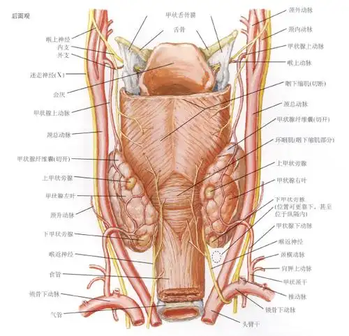 甲状旁腺是啥?什么作用?甲癌手术中纳米碳有用吗? - 好大夫在线