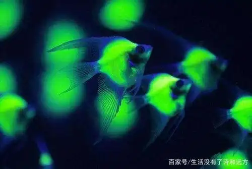 动物百科知识;居然有会发光的鱼,真是世界之大,无奇不有啊