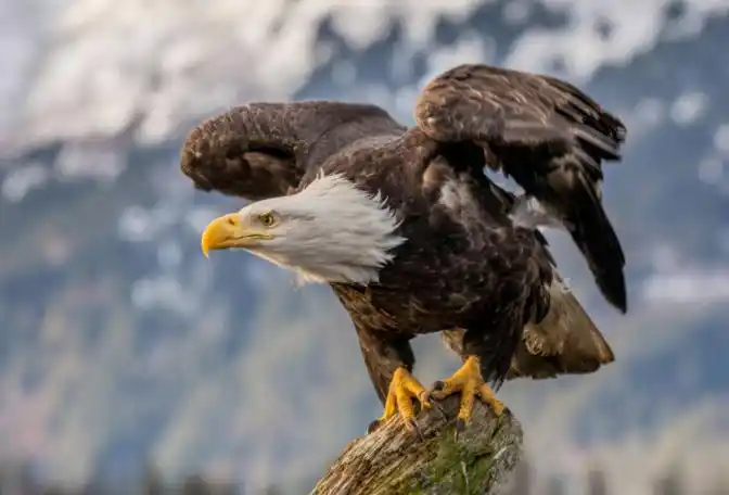 美国的国宝是什么动物-大型猛禽"白头海雕"插图